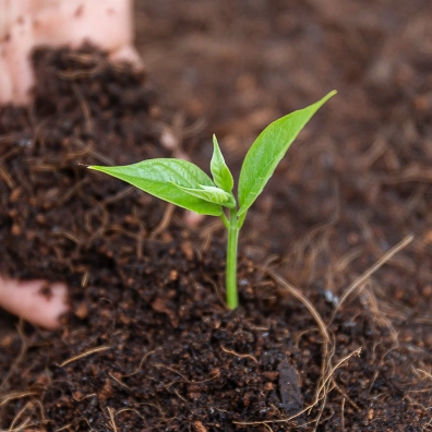Ethical Sourcing & Green Chemistry